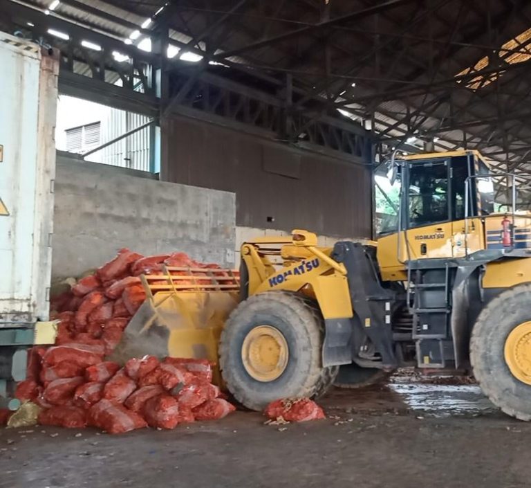 Kementan Tuntaskan Pemusnahan 11 Kontainer Jahe Impor