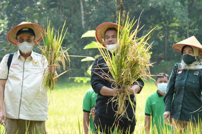 Komisi IV DPR-Kementan Panen Padi Varietas Inpari IR Nutri Zinc di Kulon Progo