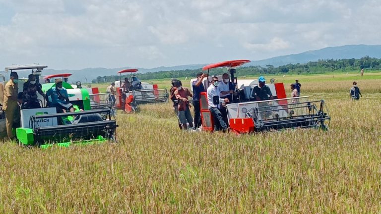 Panen Padi Di Lokasi Food Estate, Gubernur NTT BuktikanTerwujudnya Peradaban Baru