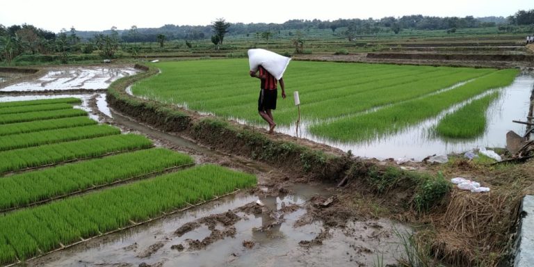 Kementan Genjot Potensi Lahan Sawah Tadah Hujan di Blora
