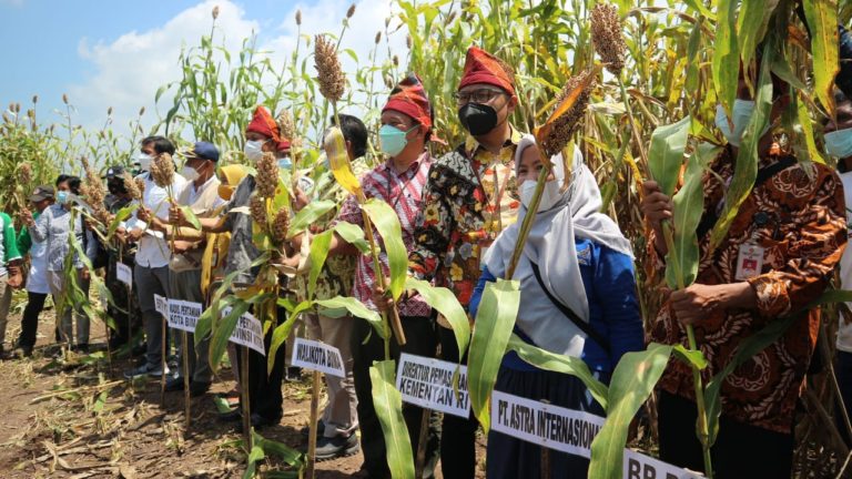 Panen Sorgum di Bima, Kementan Terus Kawal Pengembangan Pangan Alternatif