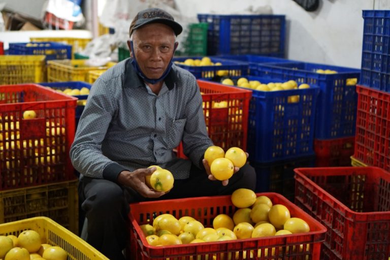 Peduli Hasil Panen Petani, Kementan Fasilitasi Edarkan Lemon ke Pasar Jabodetabek Hingga Bali