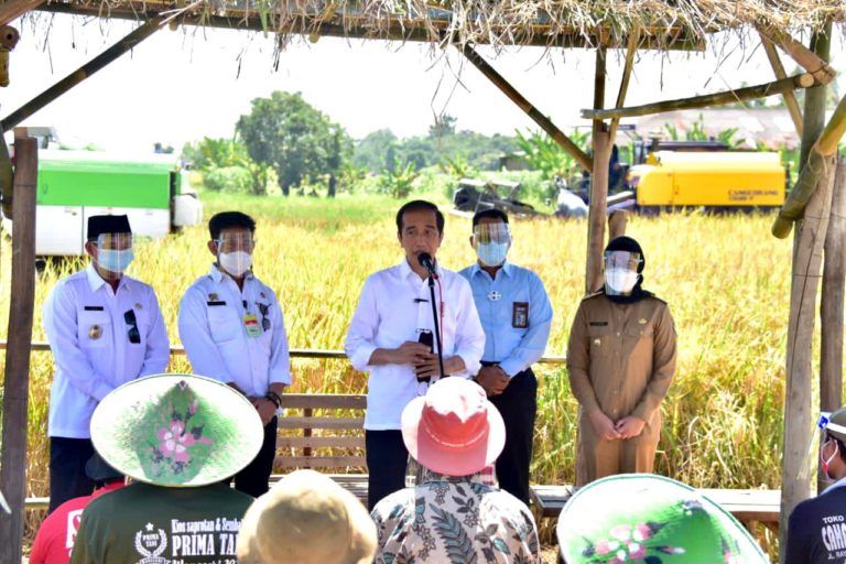 Jokowi Senang Produktivitas Padi Tinggi dan Harga Gabah Naik