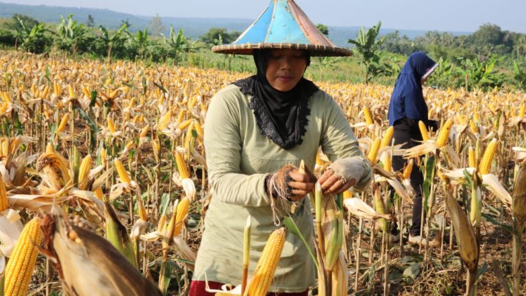 Peternak Lampung Timur Sumringah Dapat 200 Ton Jagung