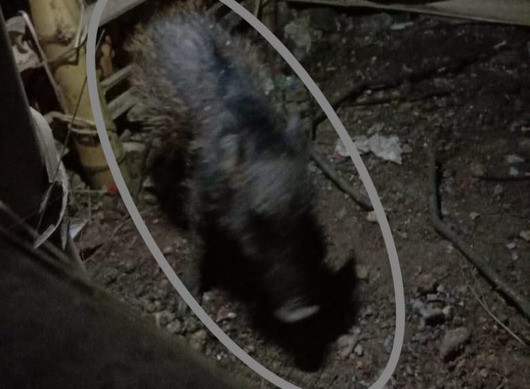 Waduh! Kemunculan Babi Ngepet di Depok Bikin Geger Warga