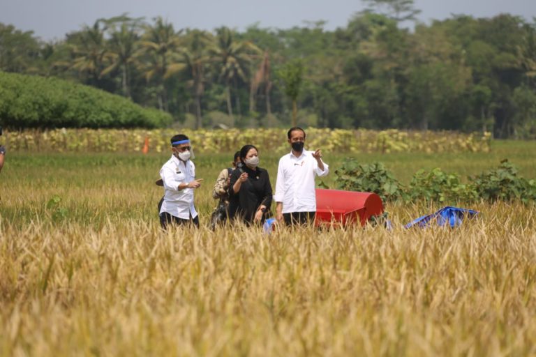 Tinjau Panen di Malang, Jokowi Buktikan Produksi Padi Memuaskan