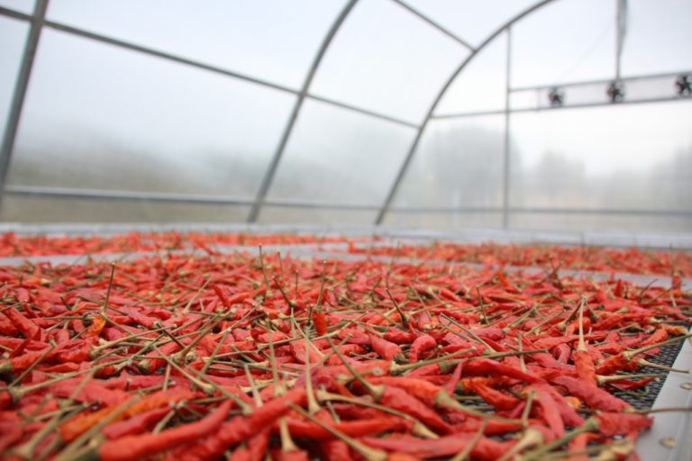 Solar Dryer Dome Tingkatkan Nilai Tambah Produk Hortikultura Petani