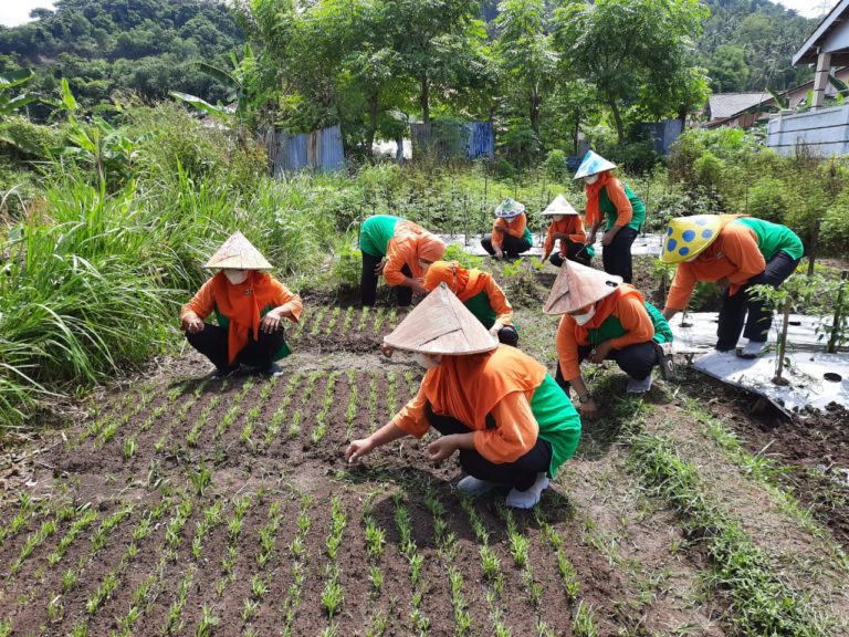 Pekarangan Pangan Lestari Perkokoh Ketahanan Pangan Keluarga