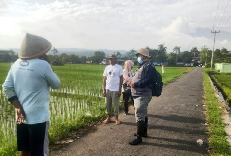 Masih di Bawah Ambang Kendali, Kementan Tetap Imbau Waspada Wereng Coklat Cirebon