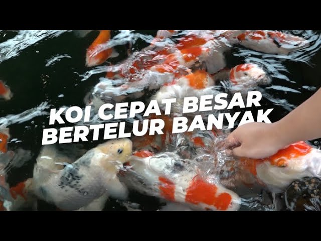 Budidaya Sukses, Breeding dan Pembesaran Koi di Kolam Tanah