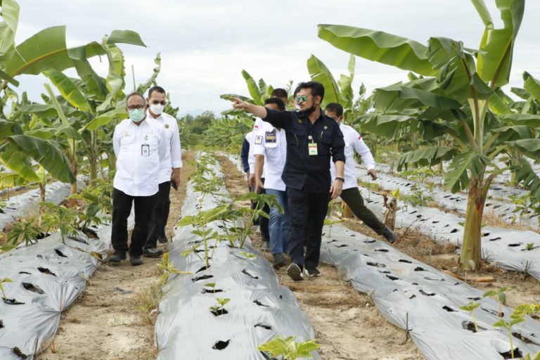 Lewat Petani Milenial, Mentan SYL Terus Garap Porang Jadi Komoditas Andalan