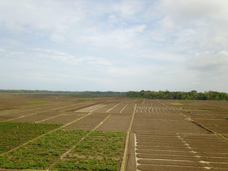 Kementan Akan kembali Bangun Food Estate Berbasis Hortikultura