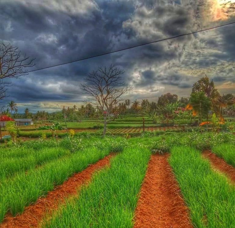 Bawang Merah dan Cabai Rawit Rubaru Jadi Potensi Andalan Hortikultura Sumenep