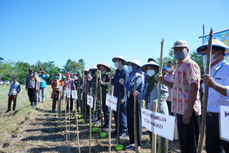 Berprospek Pasar Tinggi, Bupati Pangkep Lakukan Gerakan Tanam Kacang Hijau
