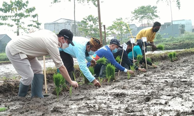 Tingkatkan Nilai Tambah dan Pendapatan Petani, Komisi IV DPR Tanam Padi Khusus di Lahan Terbatas