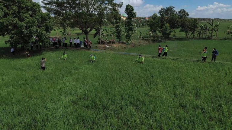 Ternyata Urine Sapi Bisa untuk Kendalikan Tikus