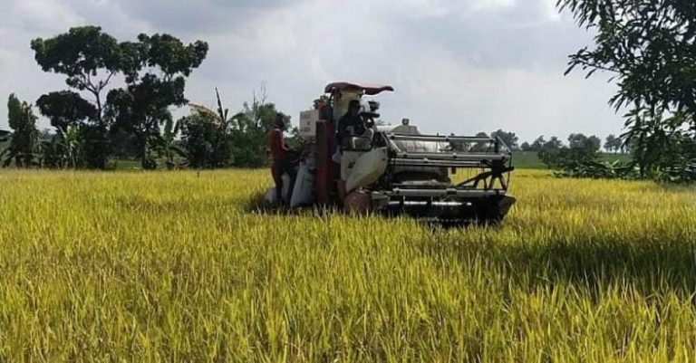 Panen Padi Melimpah 4 Kali Setahun Berkat Program OPIP Kementan