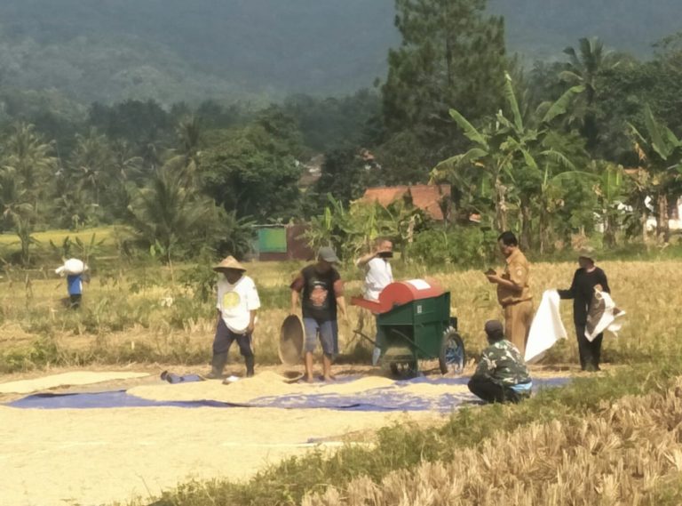 Produktivitas Padi Petani Ciamis Meningkat Berkat Program OPIP Kementan