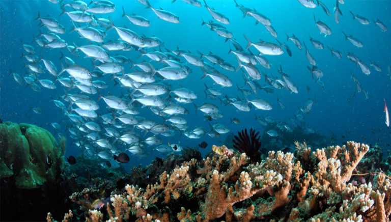 Peningkatan Volume Produksi Ikan dapat dilakukan melalui Akuakultur dan