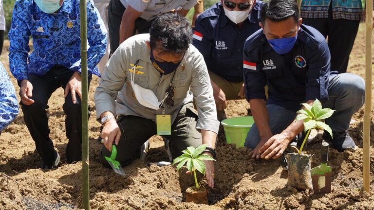 Mentan dorong Bisnis Porang sampai Pascapanen dan industri