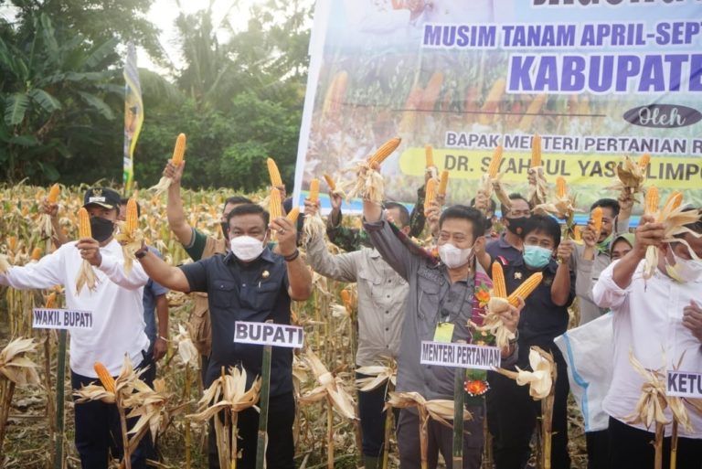 Program Kementan Korporasi Benih Jagung Mampu Berdayakan Petani