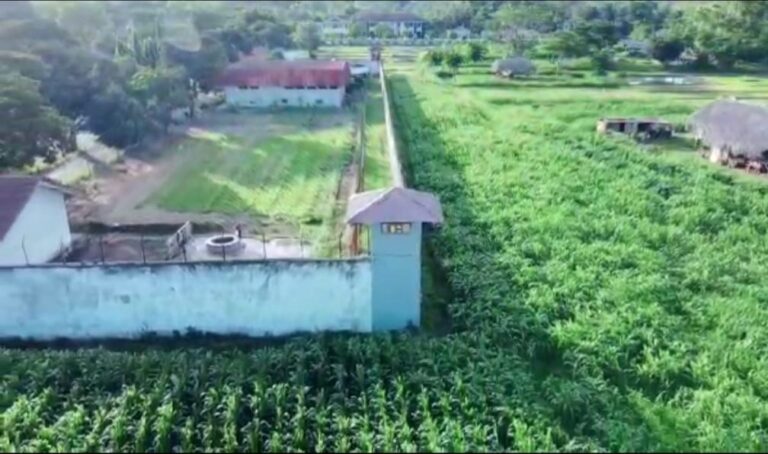 Kementan Gandeng Kemenkumham Tanam Jagung di Kebun Lapas