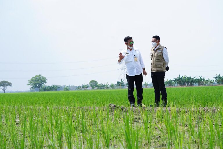 Mentan SYL Cek Persawahan di Jabar, Pastikan Panen Terus Berlangsung