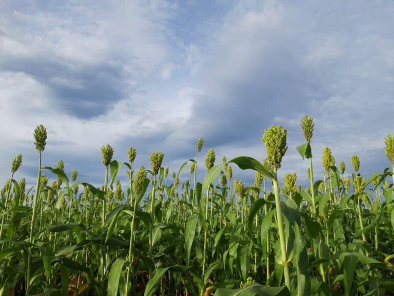 Banyak Keuntungan Ganda, Kementan Mulai Kembangkan Budidaya Sorghum