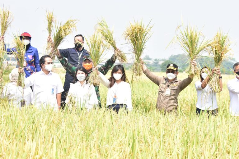 Mentan SYL Inspeksi Sawah dan Salurkan KUR di Serang