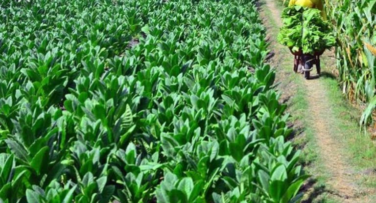 Industri Hasil Tembakau Butuh Kepastian di Masa Pandemi