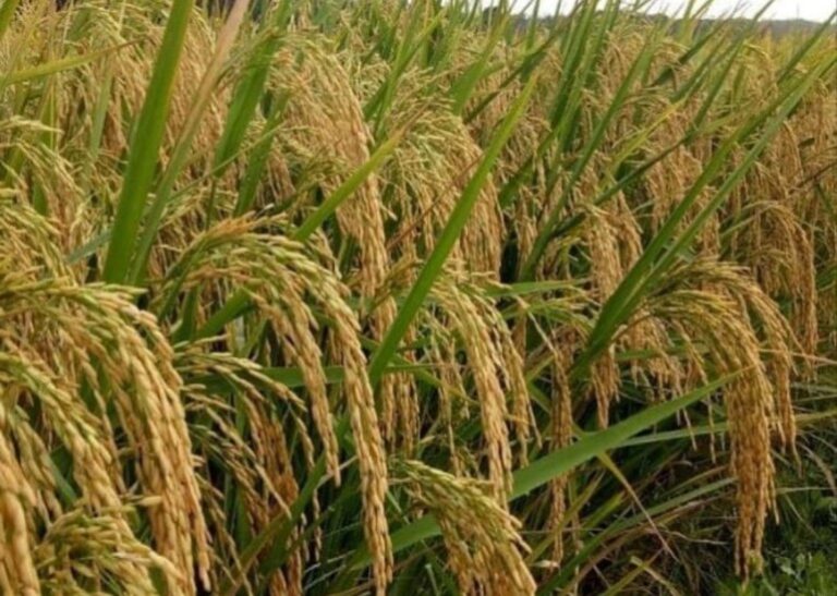 Program Kementan Padi Inpari Nutri Zinc Mampu Atasi Kekurangan Gizi Zn