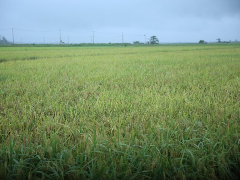 Jenis Varietas Benih Padi Pengaruhi Kualitas dan Harga Beras