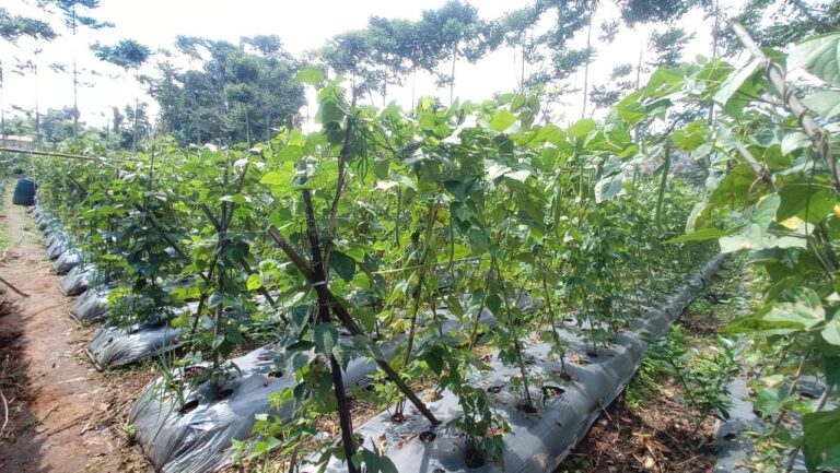 Kementan Kawal Sukabumi Amankan Pasokan Sayuran untuk Jakarta Selama PPKM