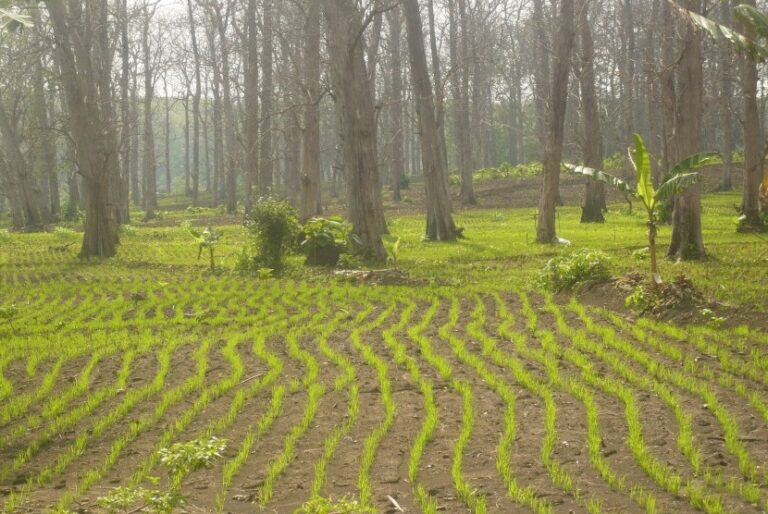 Agroforestry Dukung Peningkatan Produksi Padi