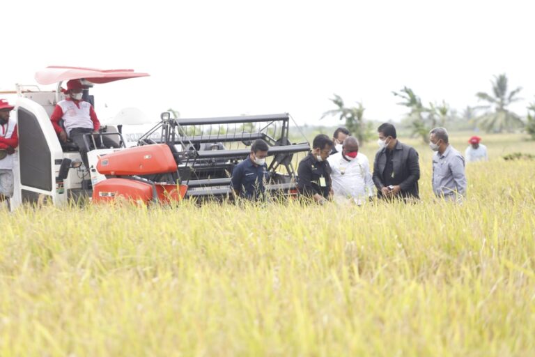Survei BI: Sektor Pertanian Meningkat Disaat Sektor Lain Menurun