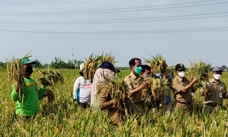 Dukung Program Kementan, Kudus Segera Laksanakan IP400