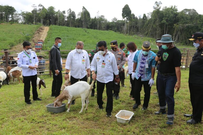 Mentan Syahrul Tinjau Langsung Panen Cempe di Kaltara