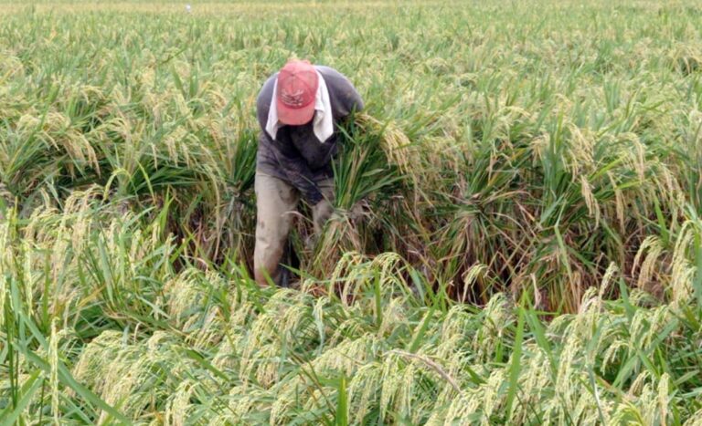 Puluhan Hektar Padi di Deli Serdang Tetap Panen Usai Diterpa Cuaca Buruk
