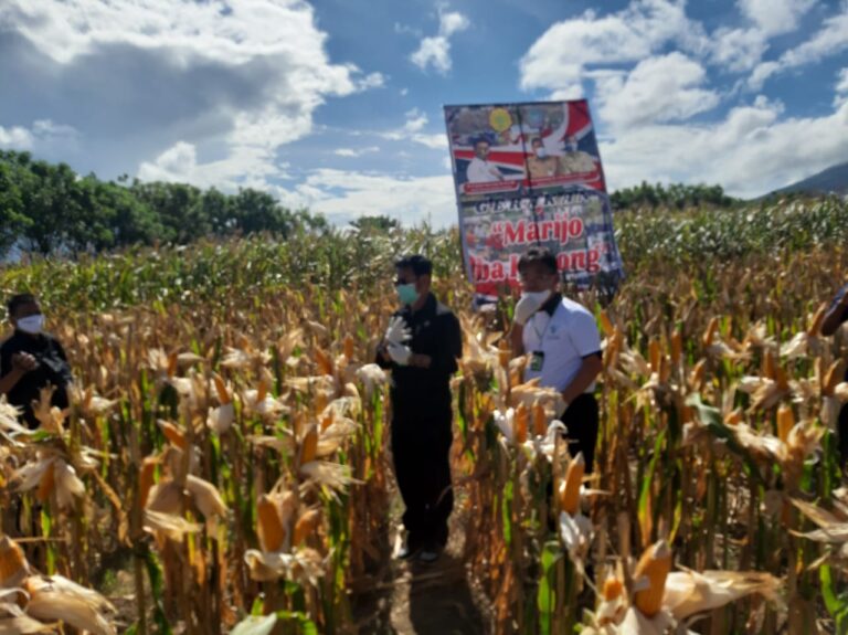 Bantu Kirim Jagung Stabilkan Harga Pakan, Peternak Pinsar: Terima Kasih Pak Mentan