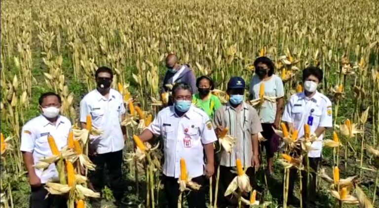 Grobogan Siap Suplai Kebutuhan Jagung Peternak