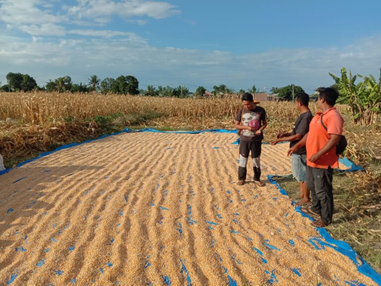 Panen Jagung Merata di Seluruh Daerah