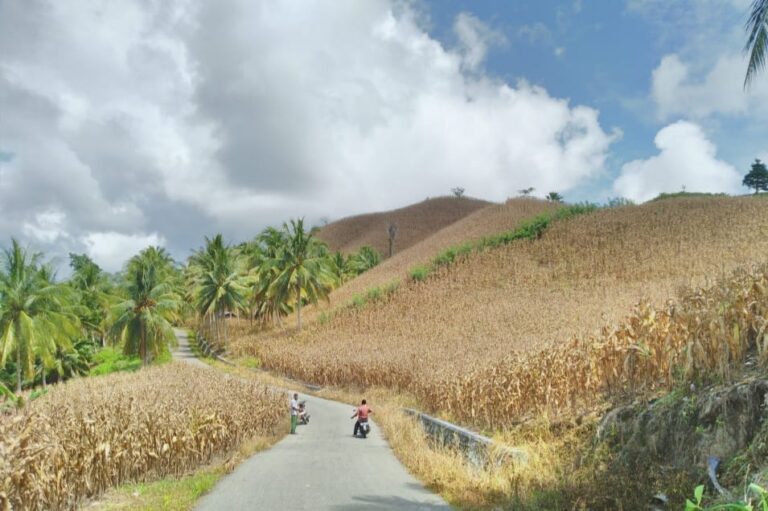 Stok Jagung Gorontalo Sebanyak 15.000 Ton Siap Pasok Kebutuhan Nasional