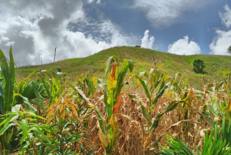 Kabupaten Garut Optimis Mampu Produksi Jagung 500 Ribu Ton Pertahun