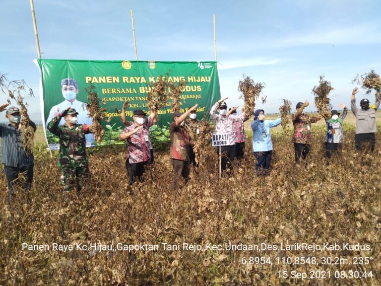 Panen Raya Kacang Hijau, Bupati Kudus: Ini Komoditas Pangan Potensial