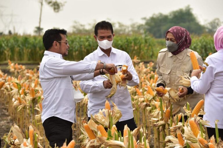 Stok Jagung Aman, Bupati Grobogan: Tolak Impor!