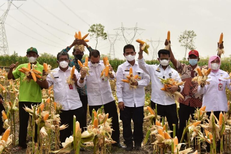 Panen Jagung Nusantara, Bukti Pasokan Jagung Melimpah