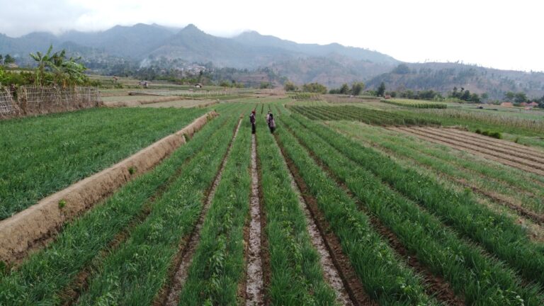 Kementan Bangun Kampung Hortikultura di Tahun 2022