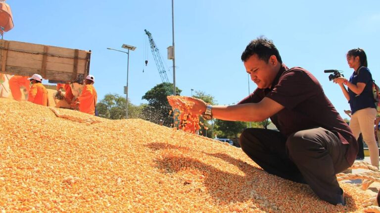 KTNA: Produksi Jagung Cukup, Ini Solusi Stabilisasi Pakan Ternak dan Harga Telur