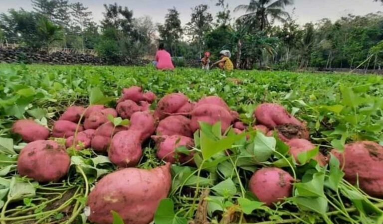 Kementan Dorong Kembangkan Ubi Jalar Seiring Permintaan Tinggi dari Korsel