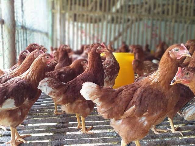 Ini Upaya Kementan Jaga Stabilitas Ayam Ras Petelur